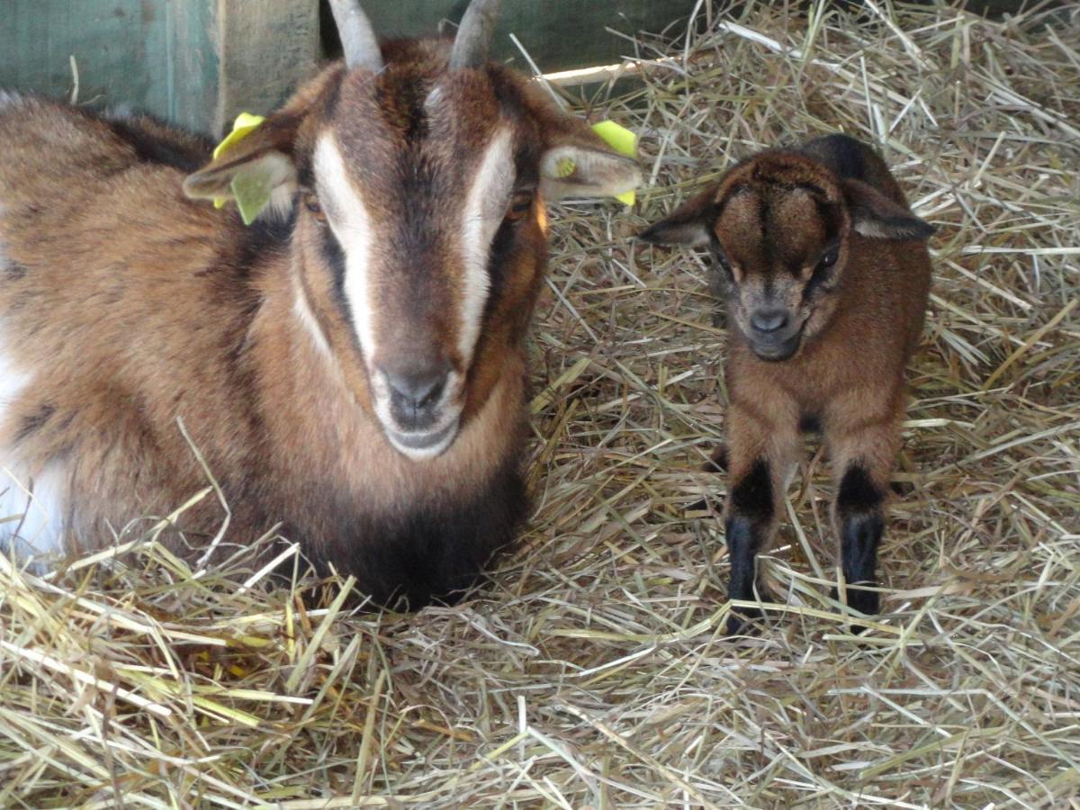 Bed and Breakfast La Petite Ferme De Pouillon - Parc Animalier - Aire De Loisirs Zewnętrze zdjęcie
